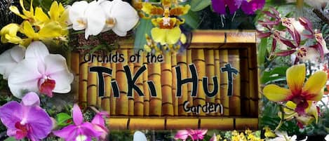 Orchids of the Tiki Hut
Thank you to our guest for this wonderful collage.
