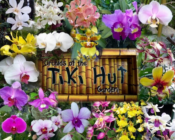 Orchids of the Tiki Hut
Thank you to our guest for this wonderful collage.
