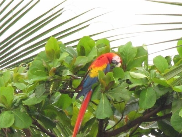 MACAW (Parriot) frequently fly in pairs over LA PALOMA BLANCA 