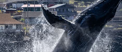 Whales jumping right in front of the house.