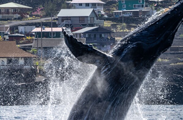 Whales jumping right in front of the house.