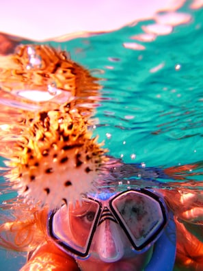a baby puffer! What will you find when you go snorkling in our crystal water?