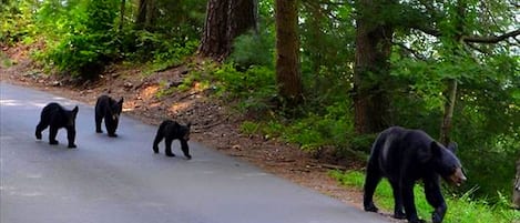 Come meet our bear family that likes to walk our street!!