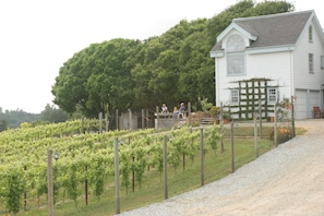 Guest House and vineyard