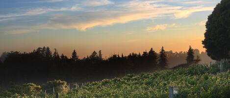 Evening vineyard view from guest house
