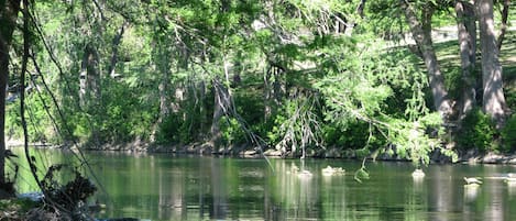 the Guadalupe River at Waterwheel, just down river from Cypress Bend Park