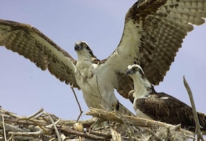 Osprey in nearby ( two miles) Everglades National Park - Pat Ford Photo