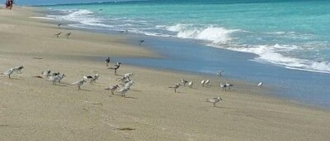 Over One Mile of Private Beach Front Access on the Ocean