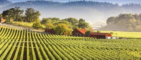 Stunning wine country scenery with boutique wineries nearby.