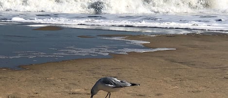 Relax & walk on the beach 