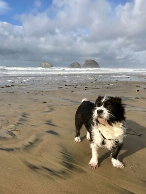 wind swept dog