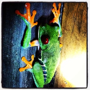 Red eyed leaf frog. These can be seen every night!