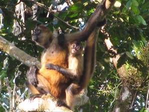 Spider monkeys