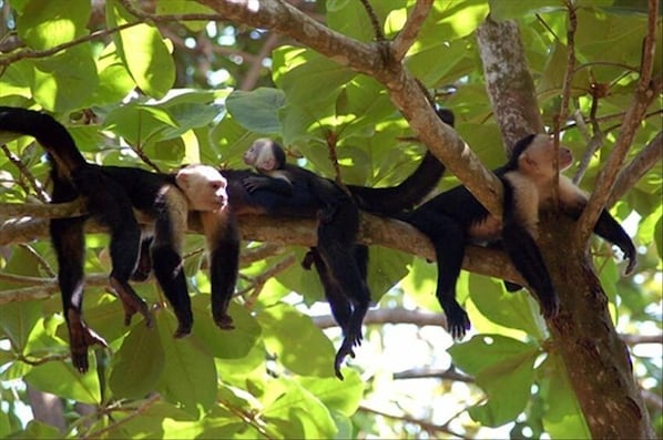 White Faced Capuchin Monkeys