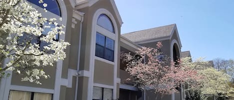 The condo in spring -  beautiful anytime of year.  We love the colorful dogwoods