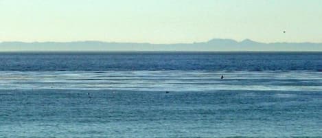 See Catalina island in clear day