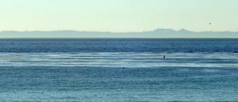 See Catalina island in clear day