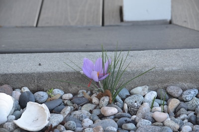 Beachfront House In Sechelt