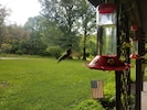 Enjoy visits by hummingbirds.