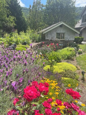 Roses, lavender, peonies and more in the vibrant garden!