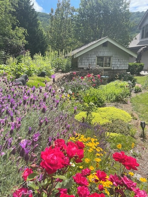 Roses, lavender, peonies and more in the vibrant garden!
