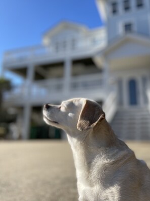 Our puppy dog says every day is a good day to stay at the DolphinInnOBX