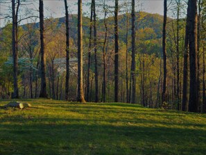 Spring view from front yard