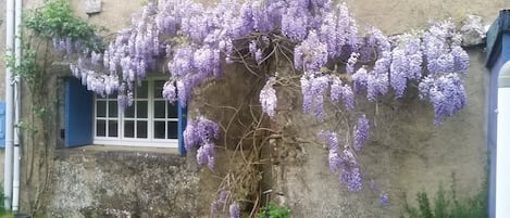 Wisteria on kitchen window