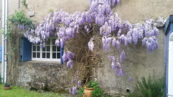 Wisteria on kitchen window