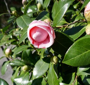 Our Camellia japonica 'Bonomiana'.
EcoHouse Risan is a waterwise gardener.
