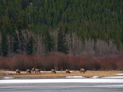 Copperstone 2BR in the Canadian Rockies - Dog-Friendly, Shared Hot Tub