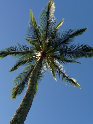 A Perfect Palm