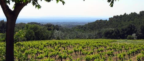 Depuis votre terrasse, une vue merveilleuse sur la plaine du Comtat Venaissin.