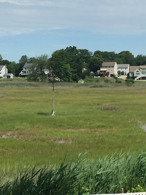  View from deck ospreys and babies