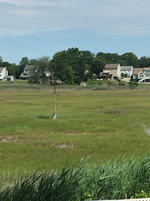 View from deck ospreys and babies