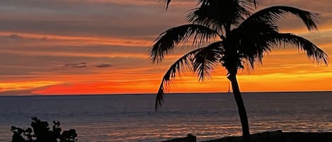 Nightly sunset views from the beach and seawall. Look for the green flash!
