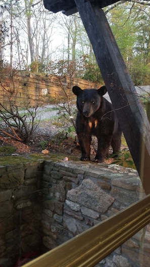 First bear visitor at High Top