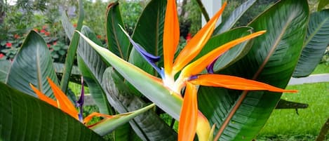 Bird of Paradise