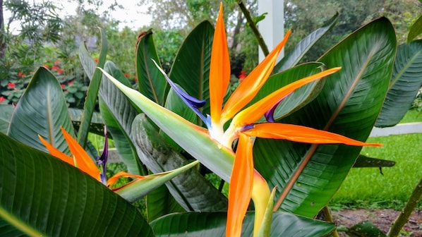 Bird of Paradise