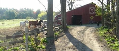 Barn and Horses