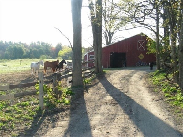 Barn and Horses