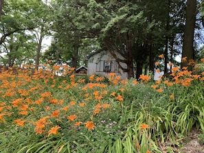 Cottage side (facing west) when the tiger lilies are in bloom.