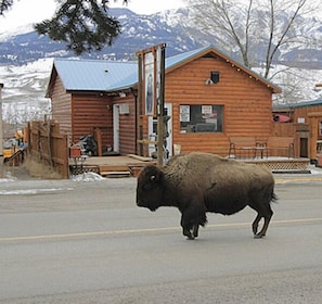 A bison swings by The Silvertip Lodging.Yellowstone Park in the back ground!!