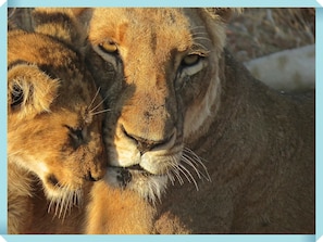 Lioness & Cub