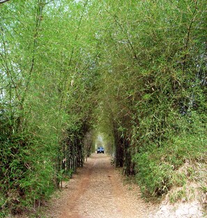 GECKO VILLA Bamboo entrance