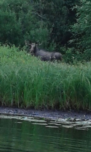Guest-picture: moose at the river behind the lake