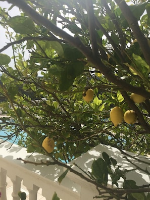 Fruit tree in garden