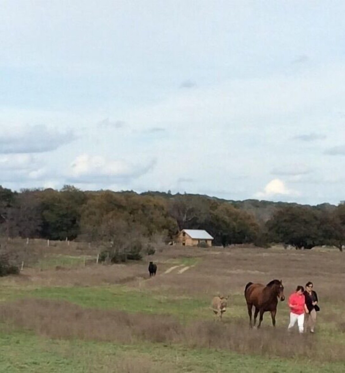 Secluded cabin 20 minutes from Colorado Bend State Park. Pet friendly