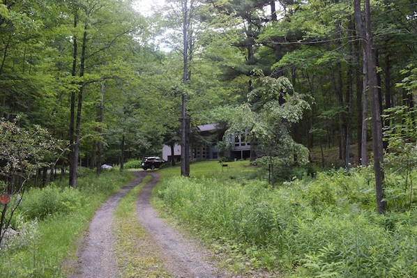 Woodland retreat