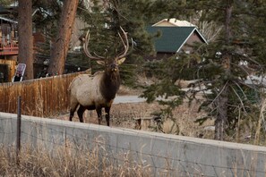 Elk Across The Street
